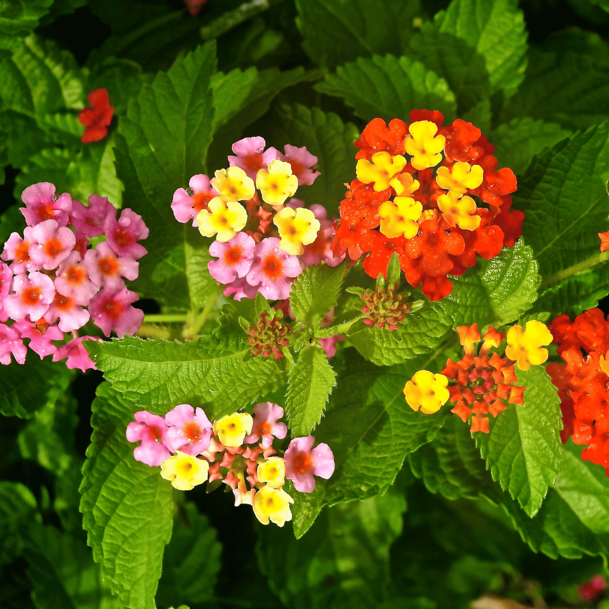 lantana.png