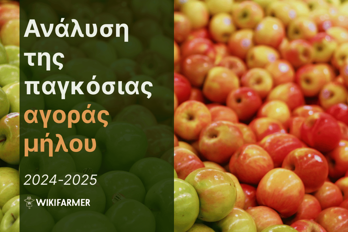 Ανάλυση τιμών της παγκόσμιας αγοράς μήλων 2024-2025 Ανάλυση τιμών της παγκόσμιας αγοράς μήλων 2024-2025
