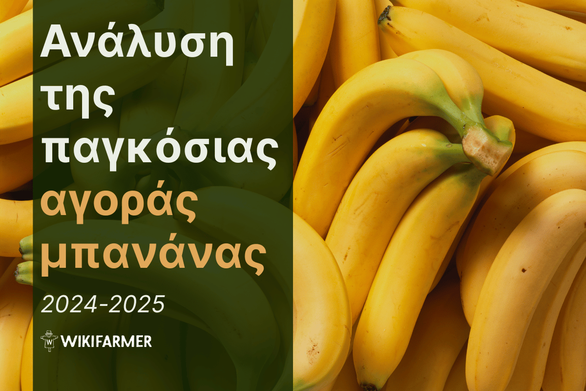 Ανάλυση τιμών της παγκόσμιας αγοράς μπανάνας 2024-2025 Ανάλυση τιμών της παγκόσμιας αγοράς μπανάνας 2024-2025