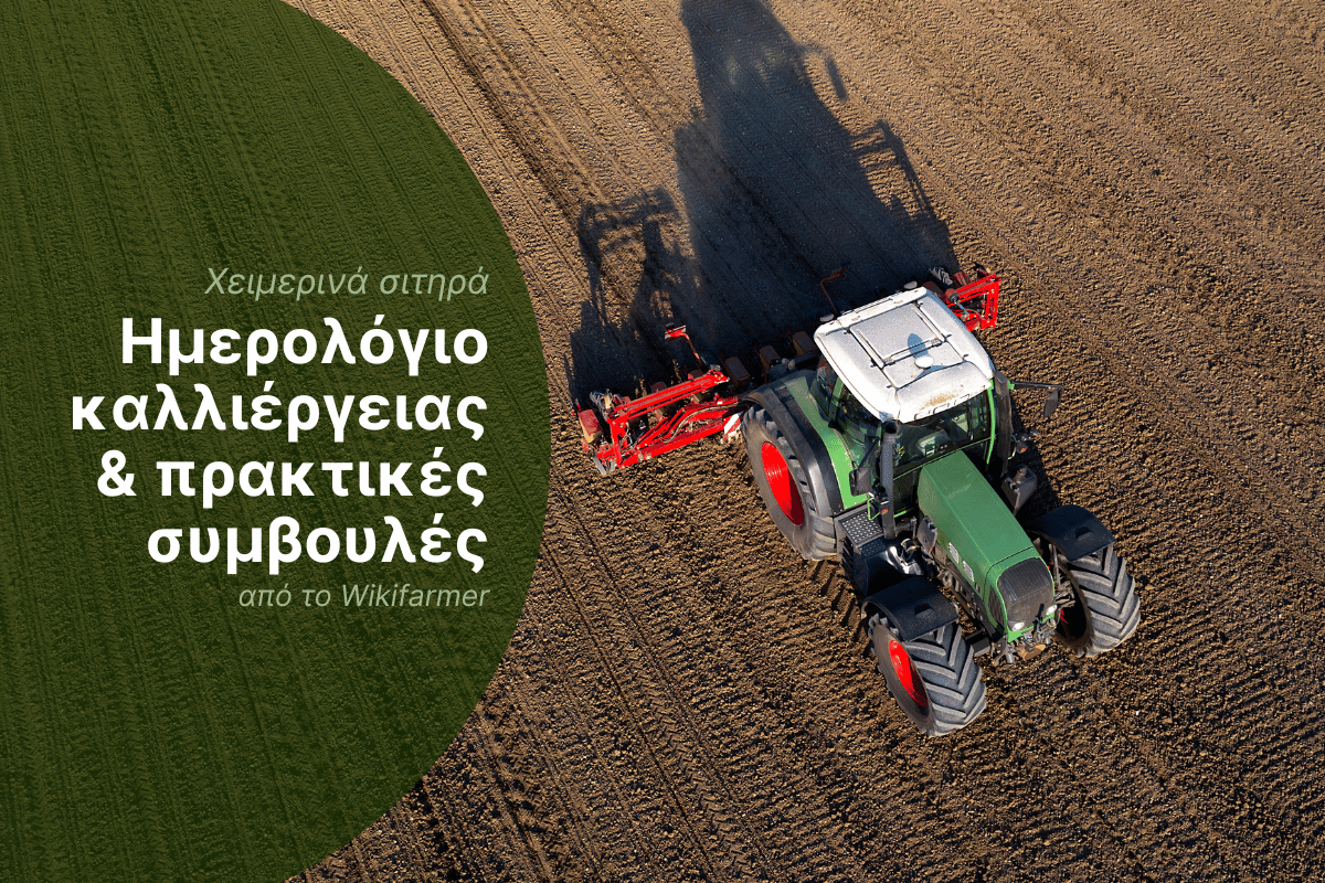 Διαχείριση χειμερινών σιτηρών στην Ευρώπη: Καλλιεργητική περίοδος 2025/2026