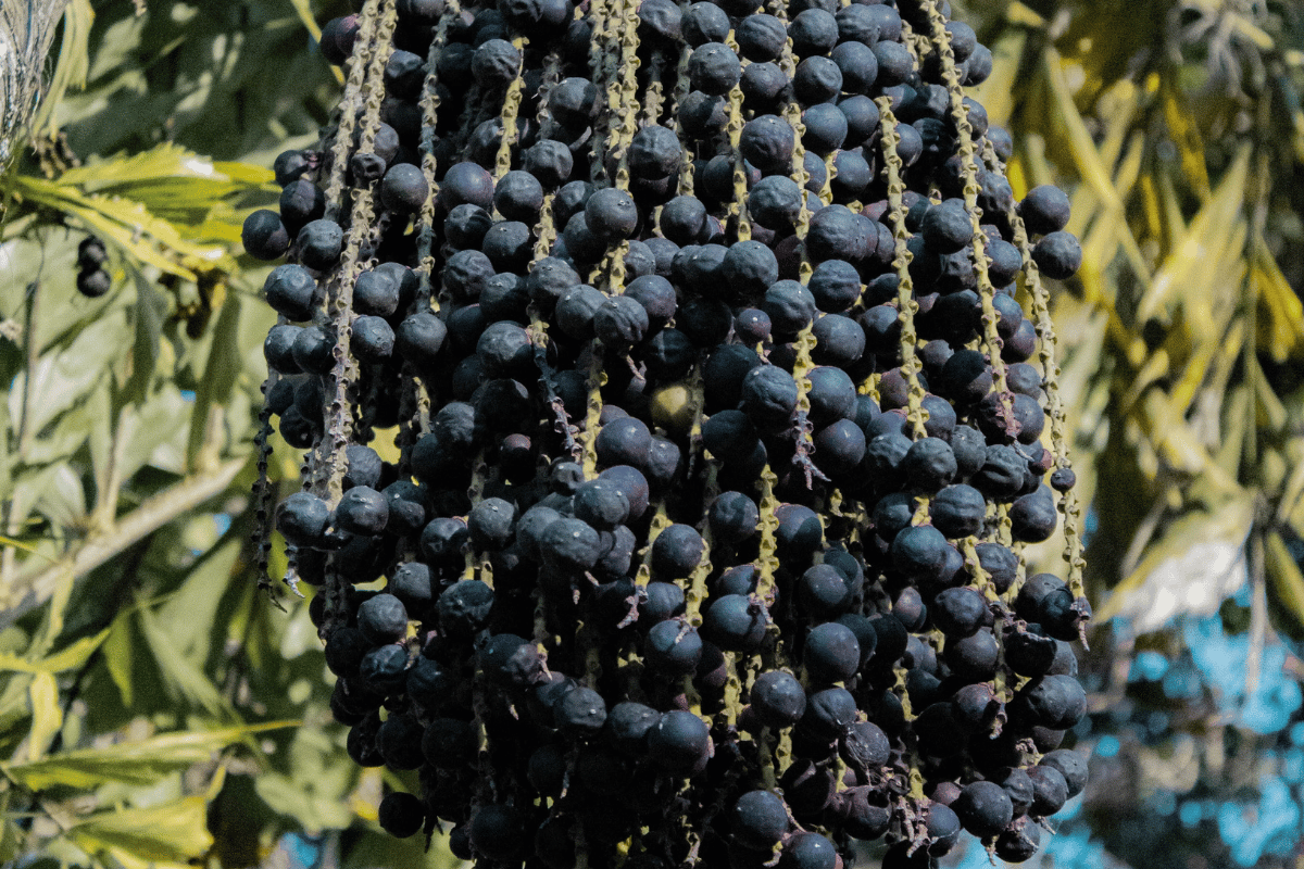 Acai Berry Διατροφική αξία οφέλη για την υγεία και παγκόσμια αγορά Acai Berry: Διατροφική αξία, οφέλη για την υγεία και παγκόσμια αγορά