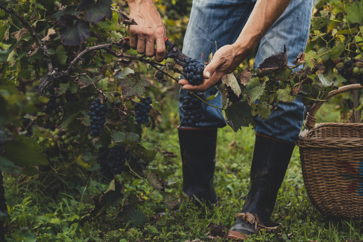 Adapting food safety practices for a changing climate: Farmer-friendly approaches