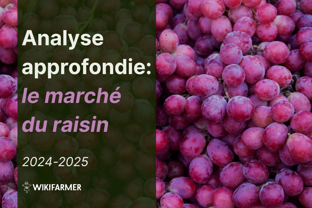 Analyse approfondie : le marché mondial du raisin Analyse approfondie : le marché mondial du raisin