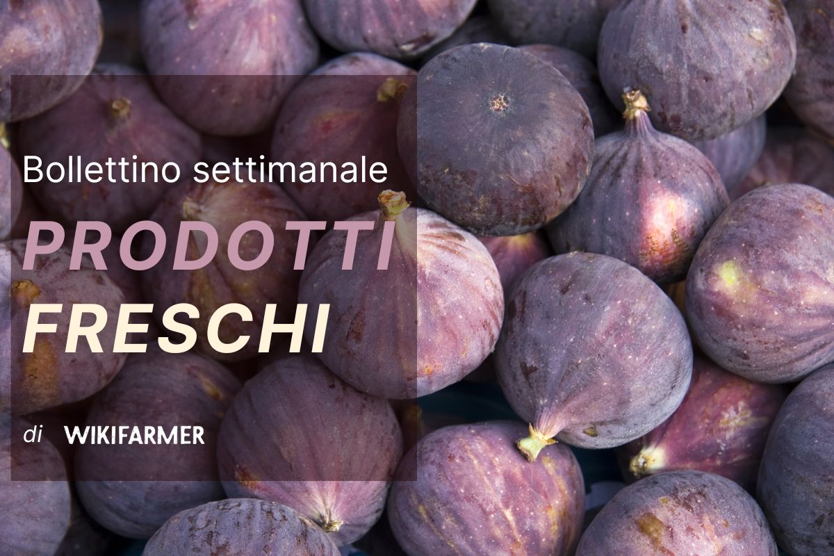 Bollettino sul mercato dei prodotti freschi - settimana 37/2025