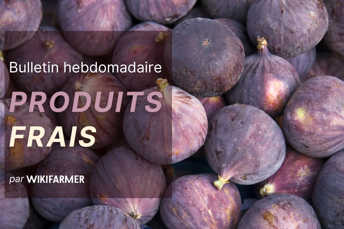 Bulletin sur le marché des produits frais - Semaine 37/2025