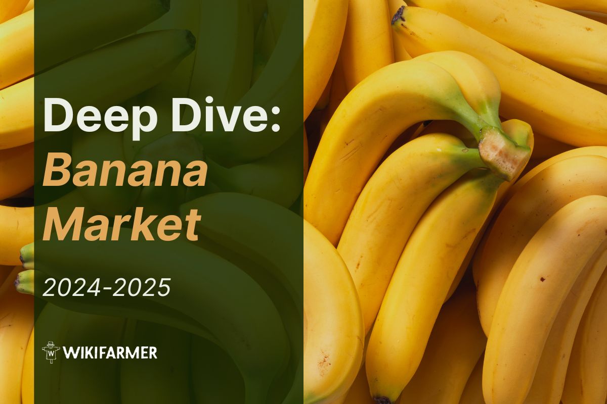 Deep Dive: Global Banana Market 2024-2025 | Wikifarmer