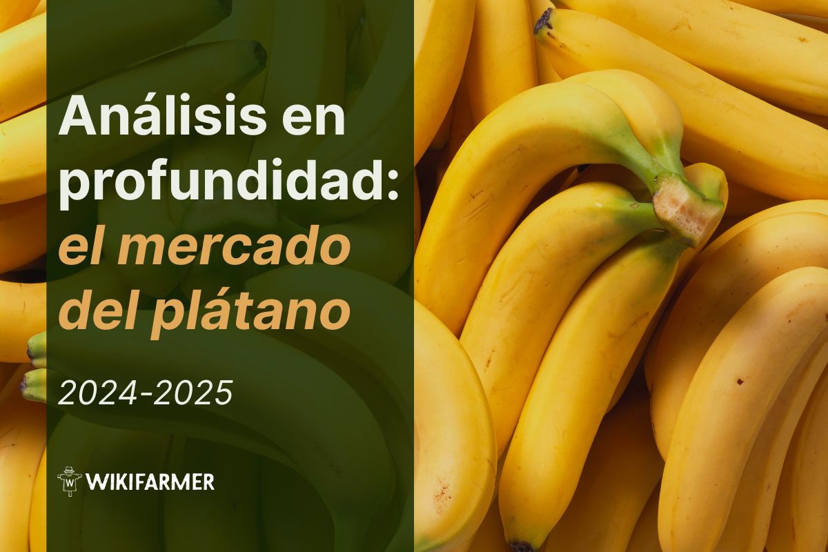 Análisis en profundidad: el mercado mundial del plátano 2024-2025