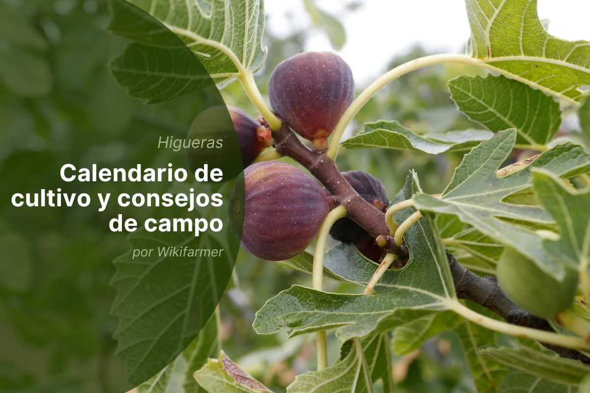Calendario de cultivo y consejos de campo por Wikifarmer Cosecha de higos en Europa: Guía de septiembre para resultados óptimos