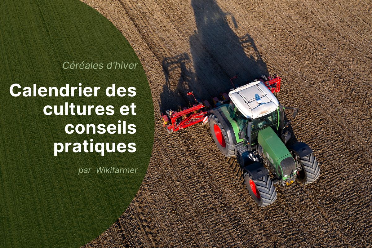 Gestion des céréales d'hiver en Europe pour la campagne 2025/2026 Gestion des céréales d'hiver en Europe pour la campagne 2025/2026
