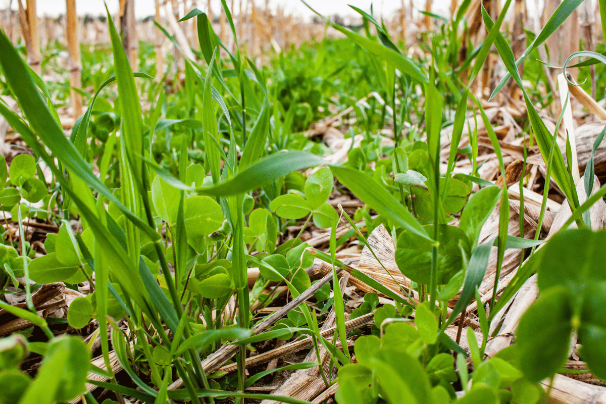 How cover crops and organic amendments improve soil and reduce nutrient losses How cover crops and organic amendments improve soil and reduce nutrient losses