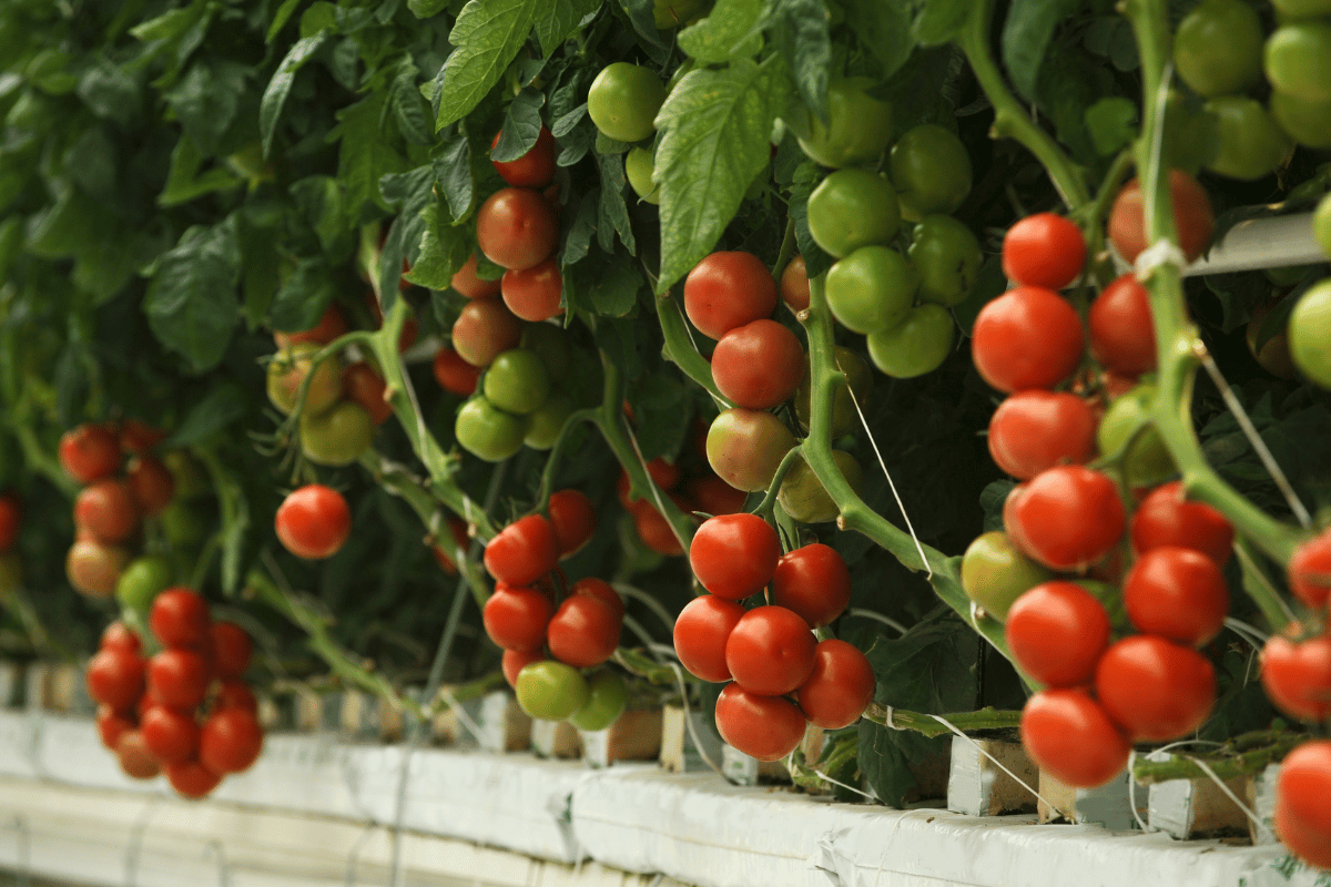 Hydroponics and soil farming: A partnership for sustainable agriculture