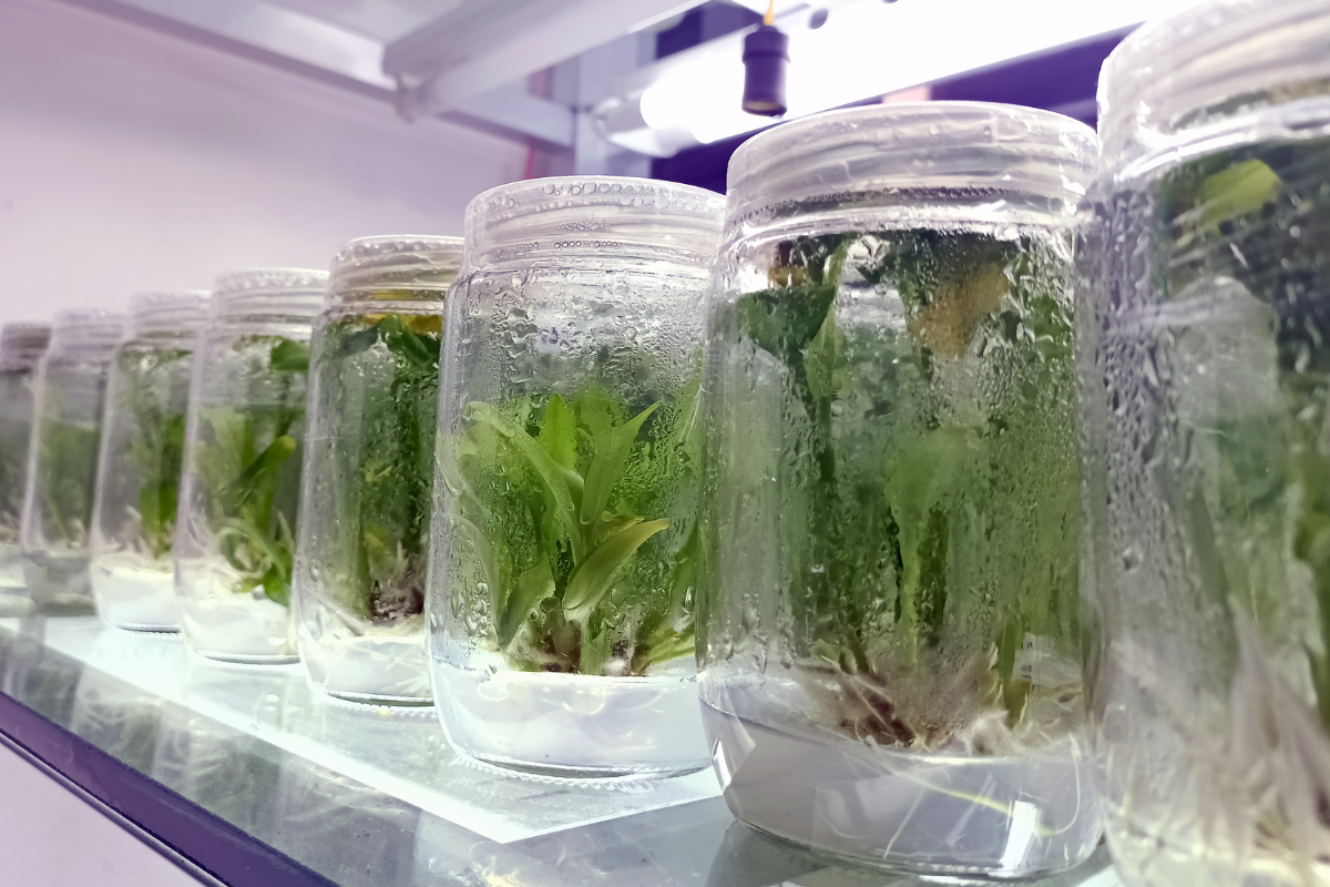 https://cdn.wikifarmer.com/images/detailed/2025/09/Innovative%20approaches%20in%20plant%20tissue%20culture%20Bridging%20biotechnology%20and%20sustainable%20agricultural%20production.png