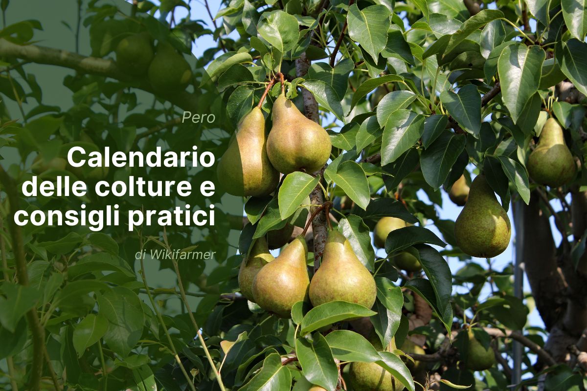 Produzione europea delle pere 2025/2026: tempistiche di raccolta e buone pratiche di conservazione