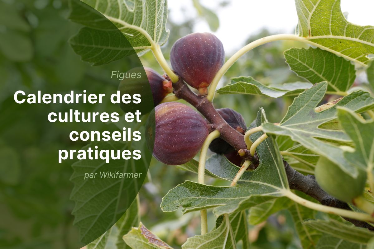 Récolte des figues en Europe : bonnes pratiques et perspectives du marché pour septembre 2025