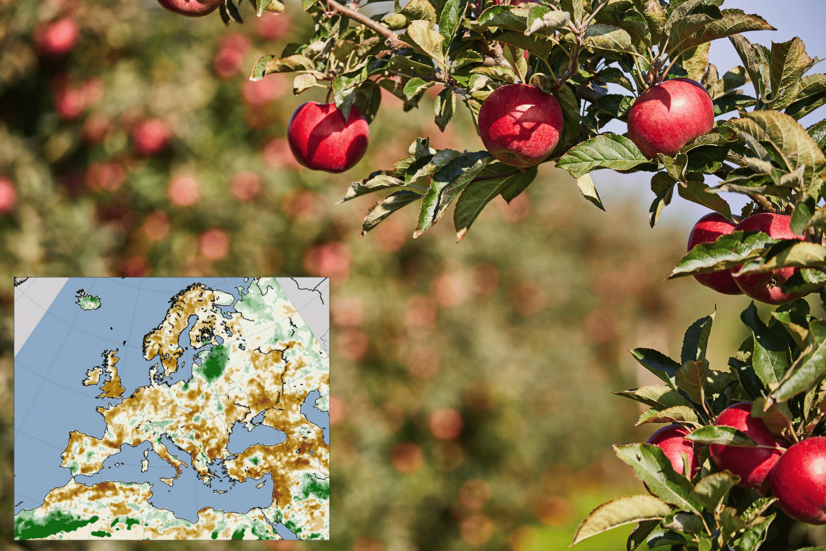 Seasonal weather forecast & agricultural outlook for Europe September-November 2025 Seasonal weather forecast & agricultural outlook for Europe: September-November 2025