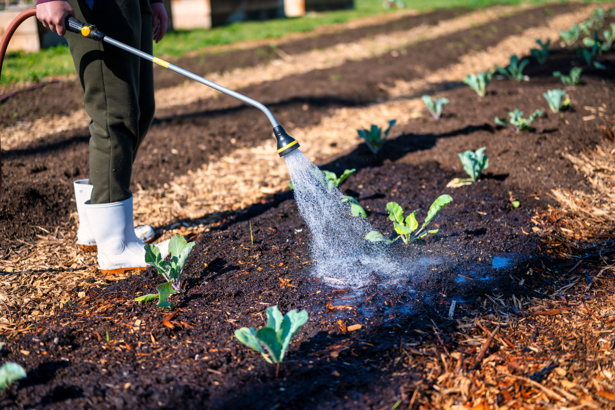 Why microscale irrigation is key to resilient farming Uganda