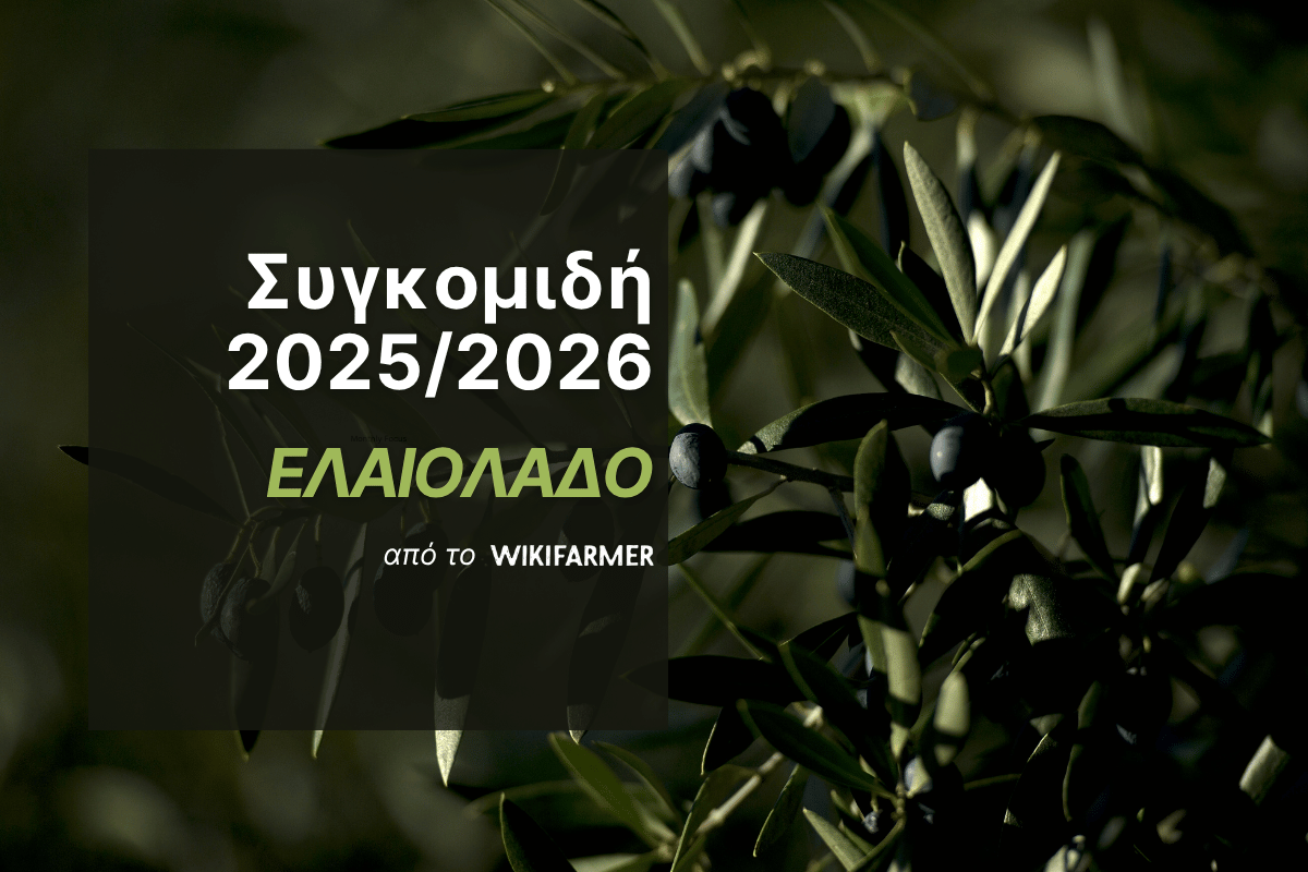 Η συγκομιδή ελαιολάδου 2025-2026 Η συγκομιδή ελαιολάδου 2025/2026