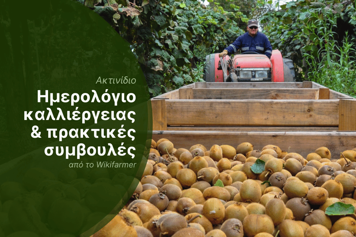 Συγκομιδή ακτινιδίου στην Ευρώπη 2025 Συγκομιδή ακτινιδίου στην Ευρώπη, Καλλιεργητική περίοδος 2025/2026