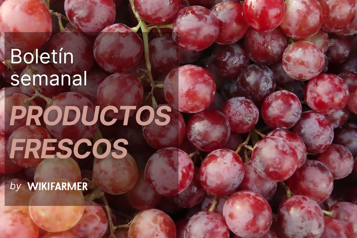 Boletín del mercado de fruta: semana 40