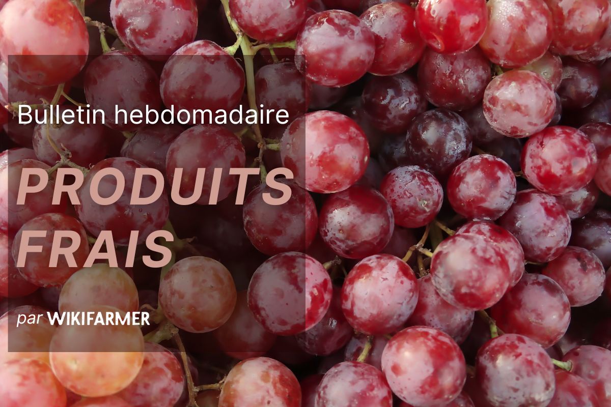 Bulletin du marché des fruits frais : Semaine 40
