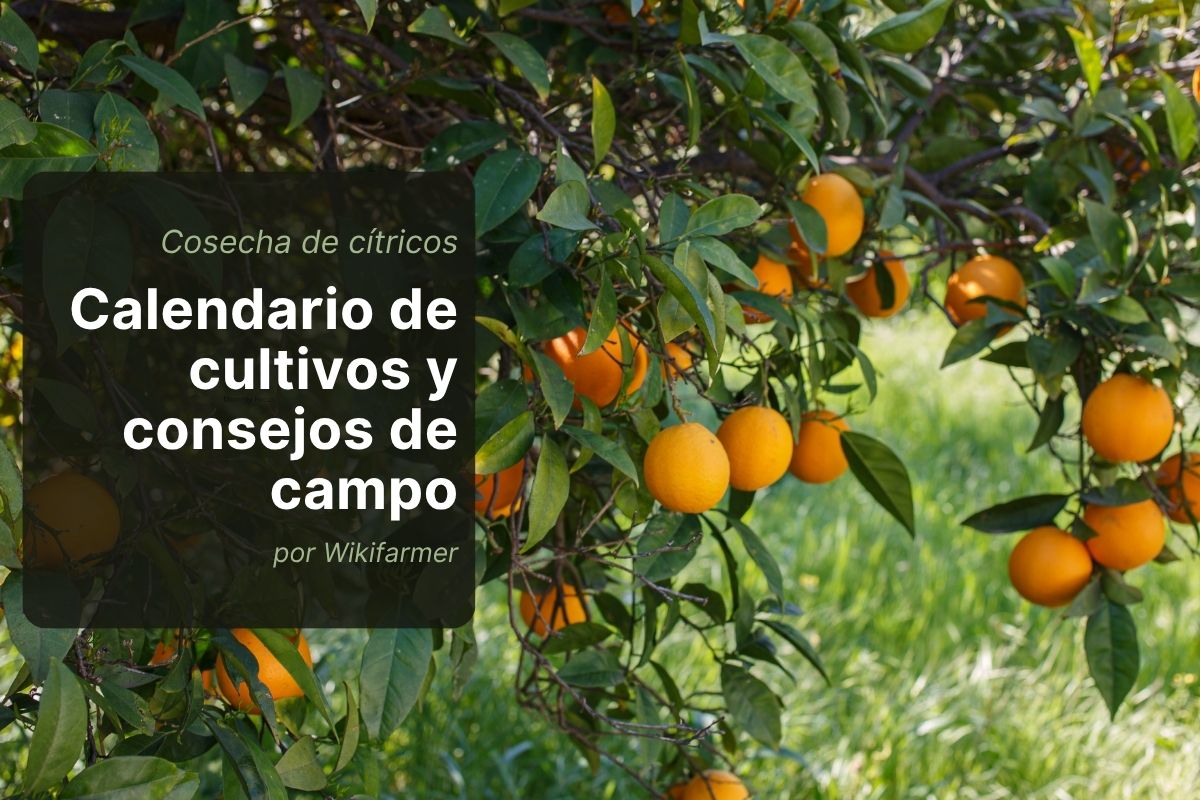 Campaña de cítricos 2025/26 en el sur de Europa: Perspectivas para los productores Campaña de cítricos 2025/26 en el sur de Europa: Lo que los productores deben tener en cuenta