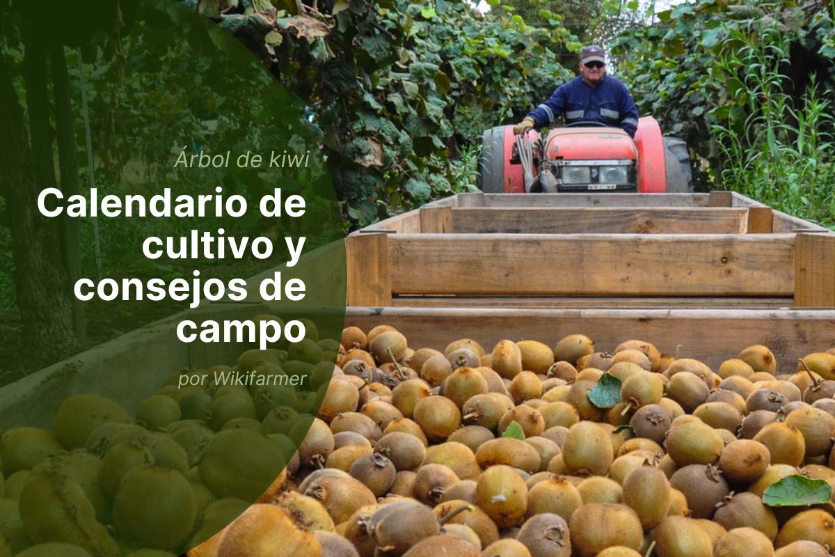 Cosecha de Kiwi en europa 2025 Cosecha de Kiwi en Europa