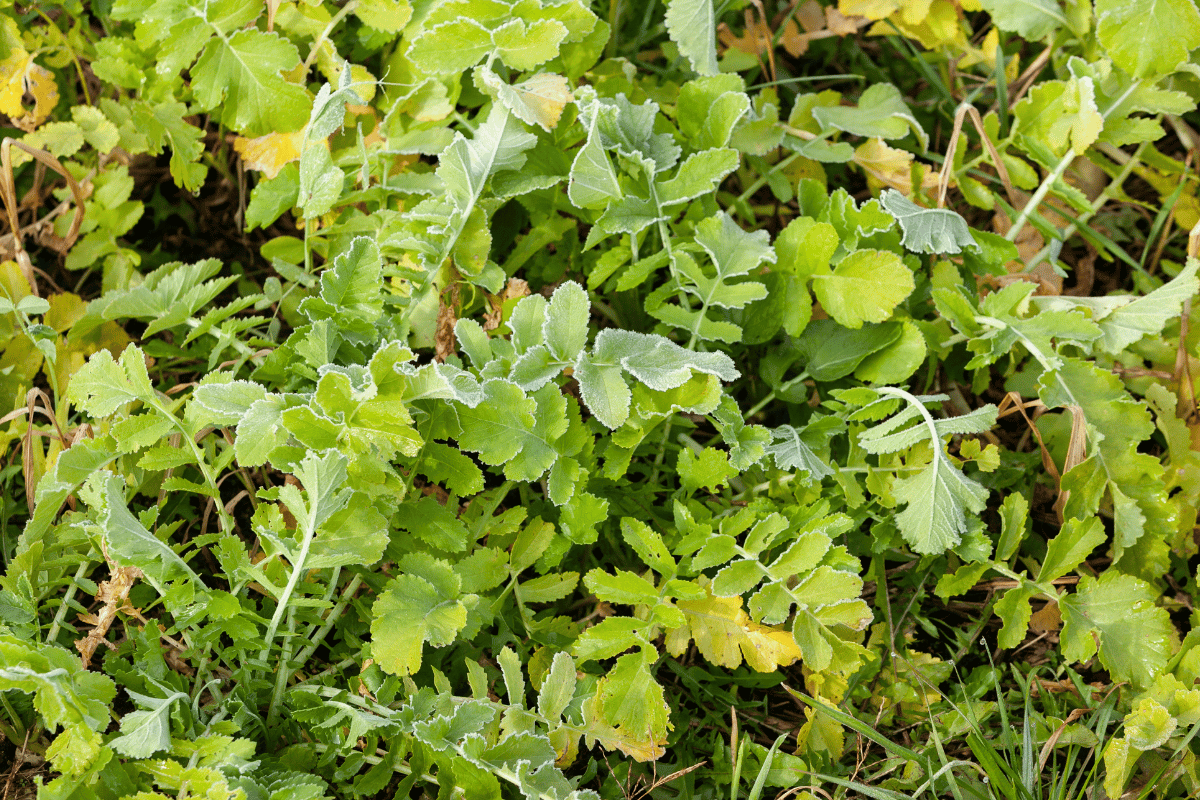 Cover crop guide Cover crop guide