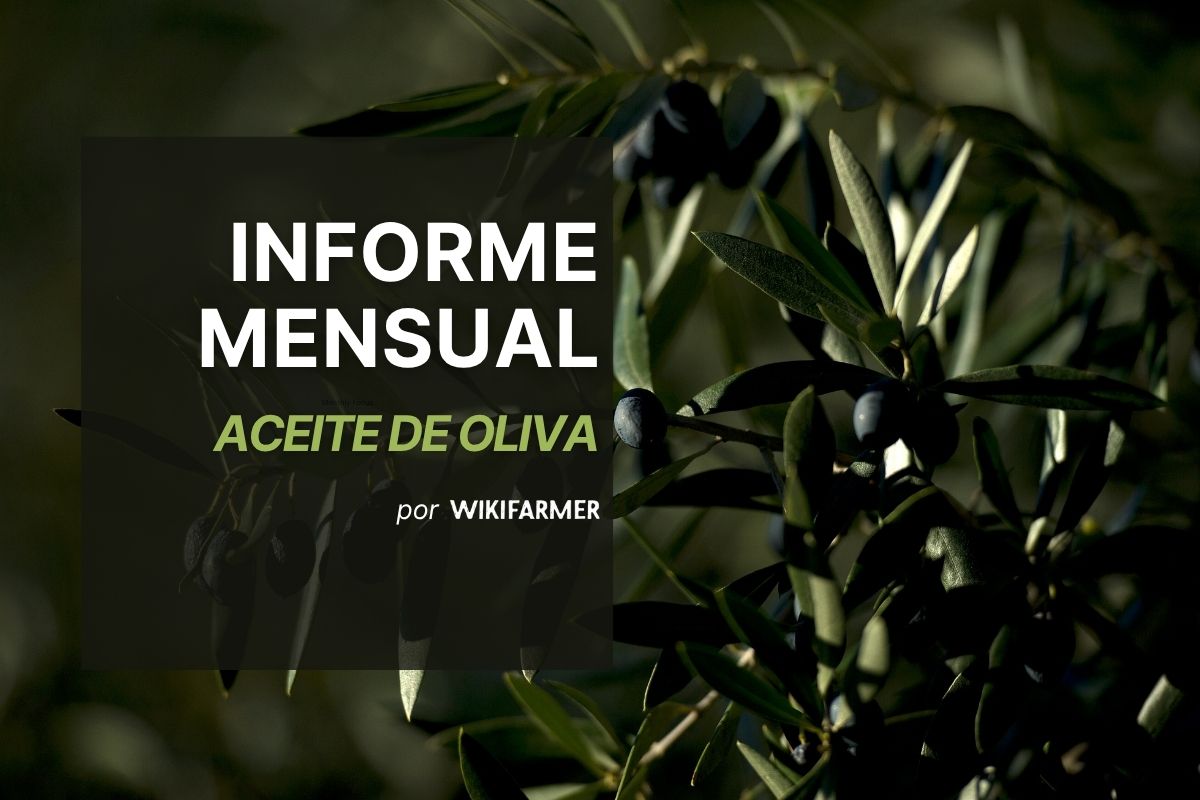 Informe mensual de aceite de oliva Informe mensual sobre aceites: septiembre