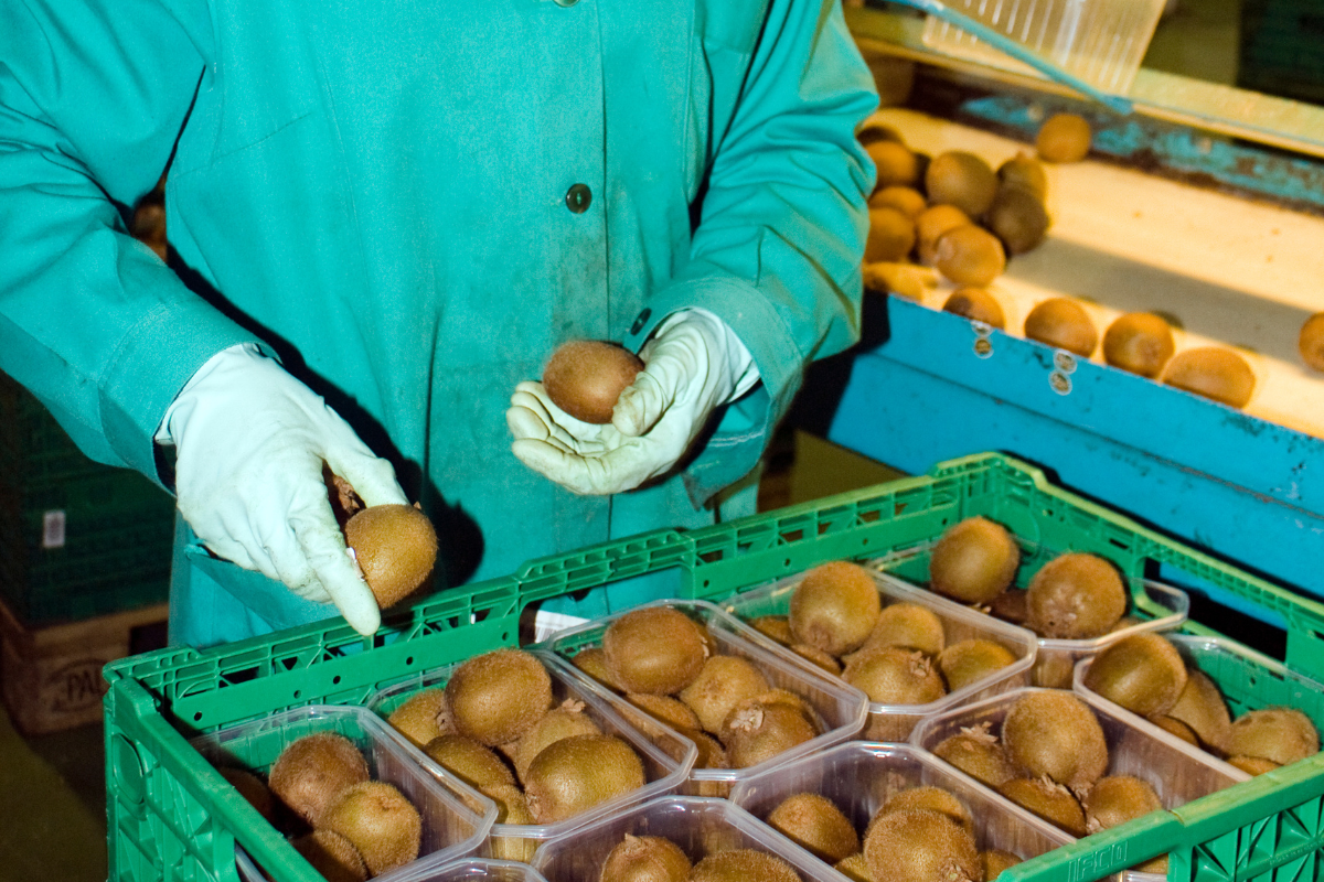 Kiwi quality and export standards Kiwi quality and export standards