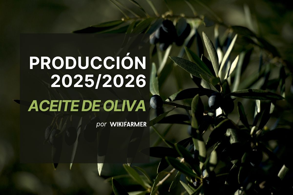 El aforo de aceite de oliva 2025/2026