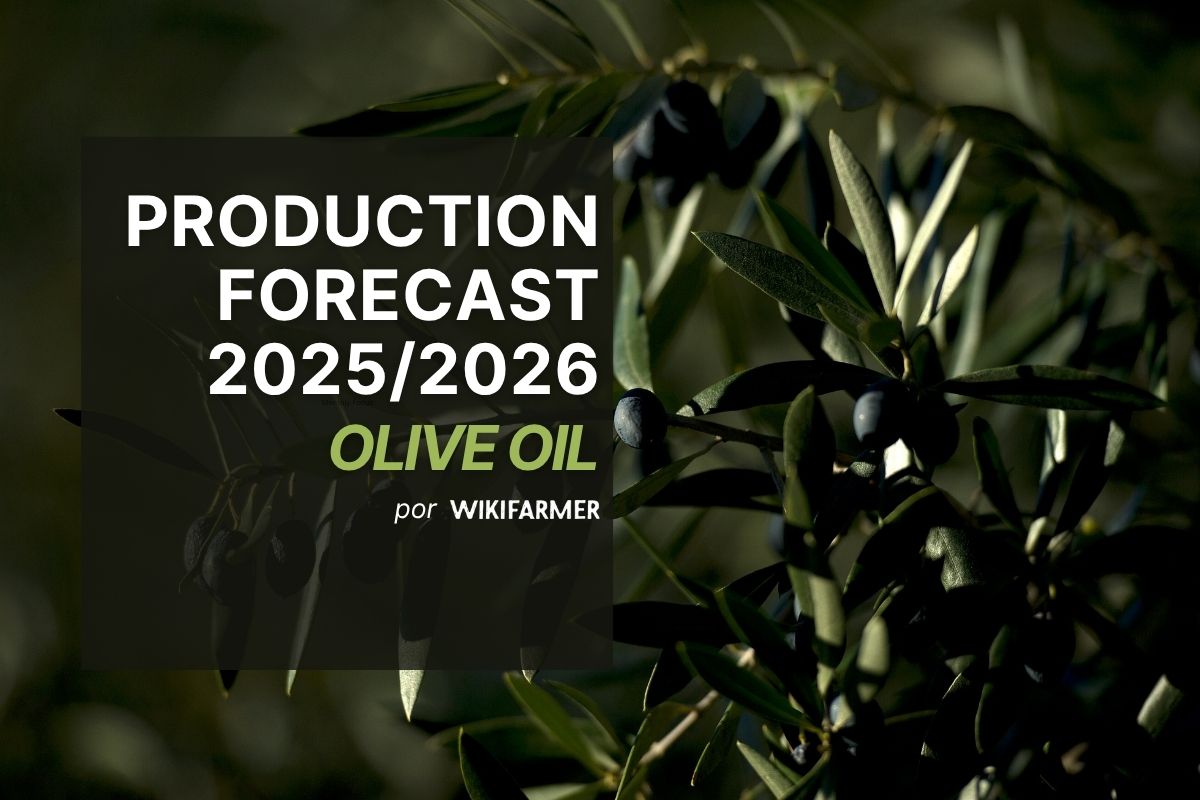 Olive Oil Forecast 2025/2026