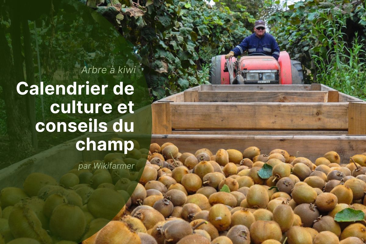 Récolte du Kiwi en Europe