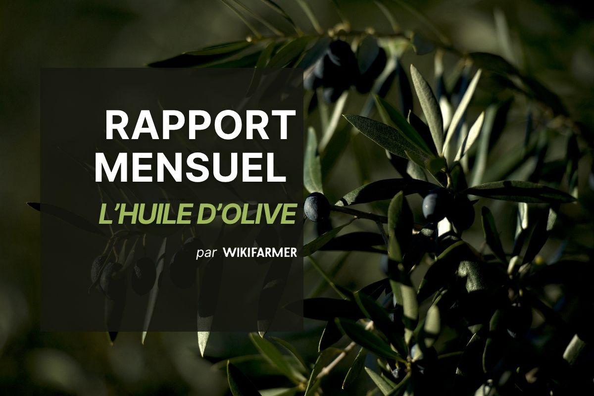 Rapport mensuel de l’huile d’olive Rapport mensuel sur les prix et le marché de l'huile d'olive : septembre 2025