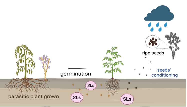 Root parasitic weeds: Hidden threat to crops on the rise | Wikifarmer