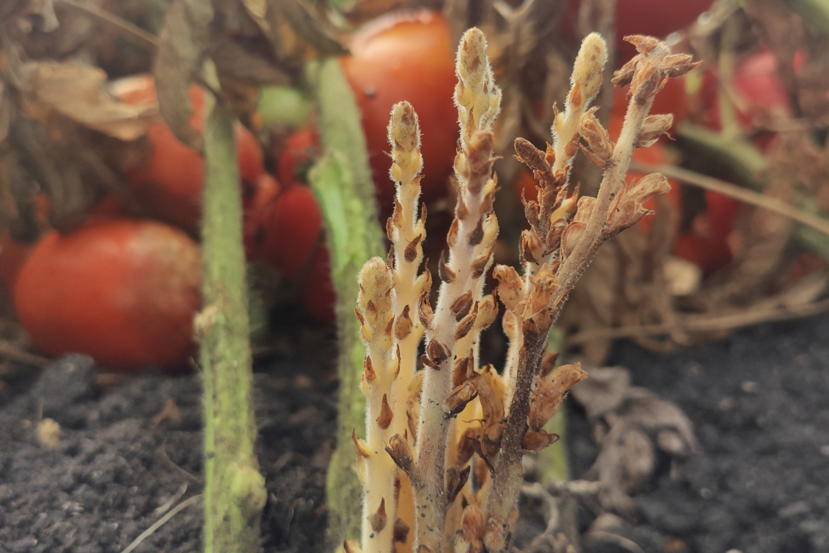 Root parasitic weeds Hidden threat to crops on the rise Root parasitic weeds: Hidden threat to crops on the rise