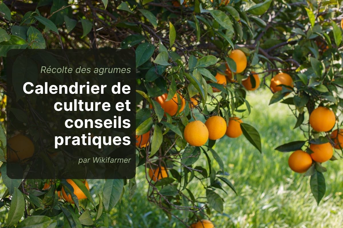 Saison des agrumes 2025/26 dans le sud de l’Europe: Ce que les producteurs doivent attendre dès maintenant Saison des agrumes 2025/26 dans le sud de l'Europe : Ce que les producteurs doivent savoir