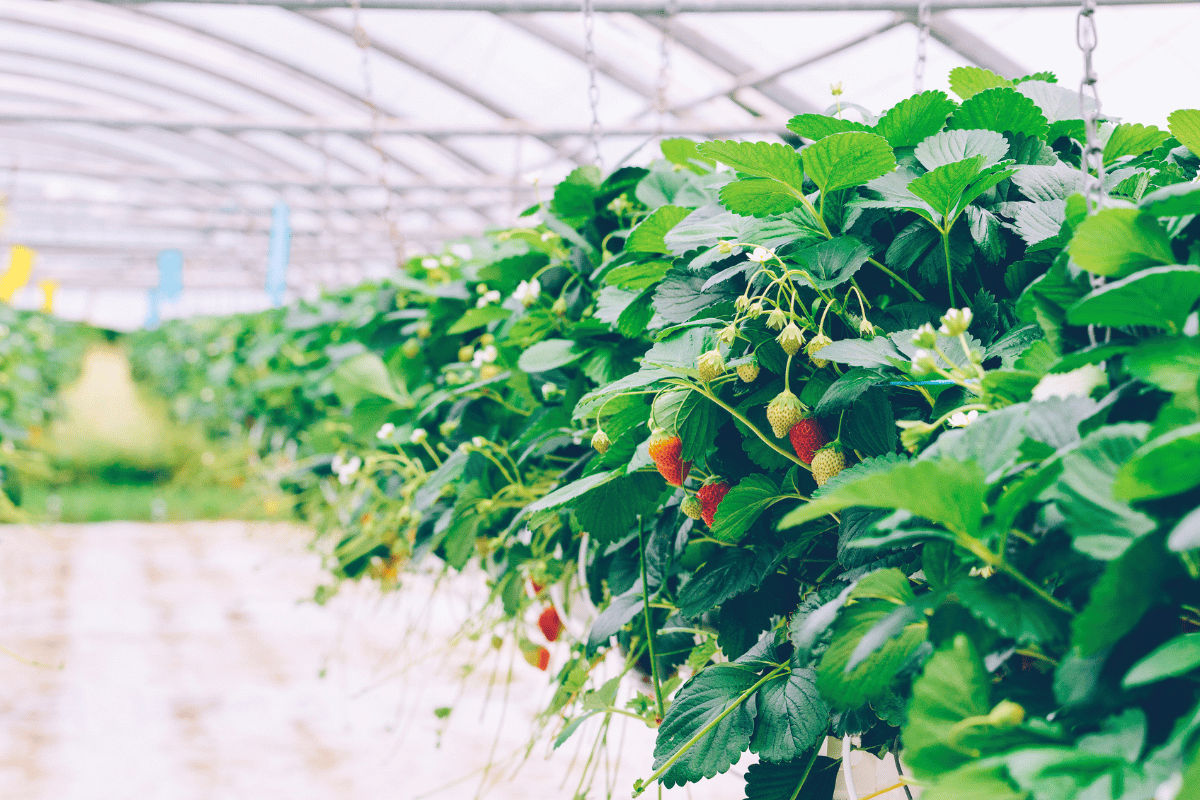 Soilless Farming A Sustainable Solution for Egypt's Agricultural Future Soilless farming: A sustainable solution for Egypt's agricultural future