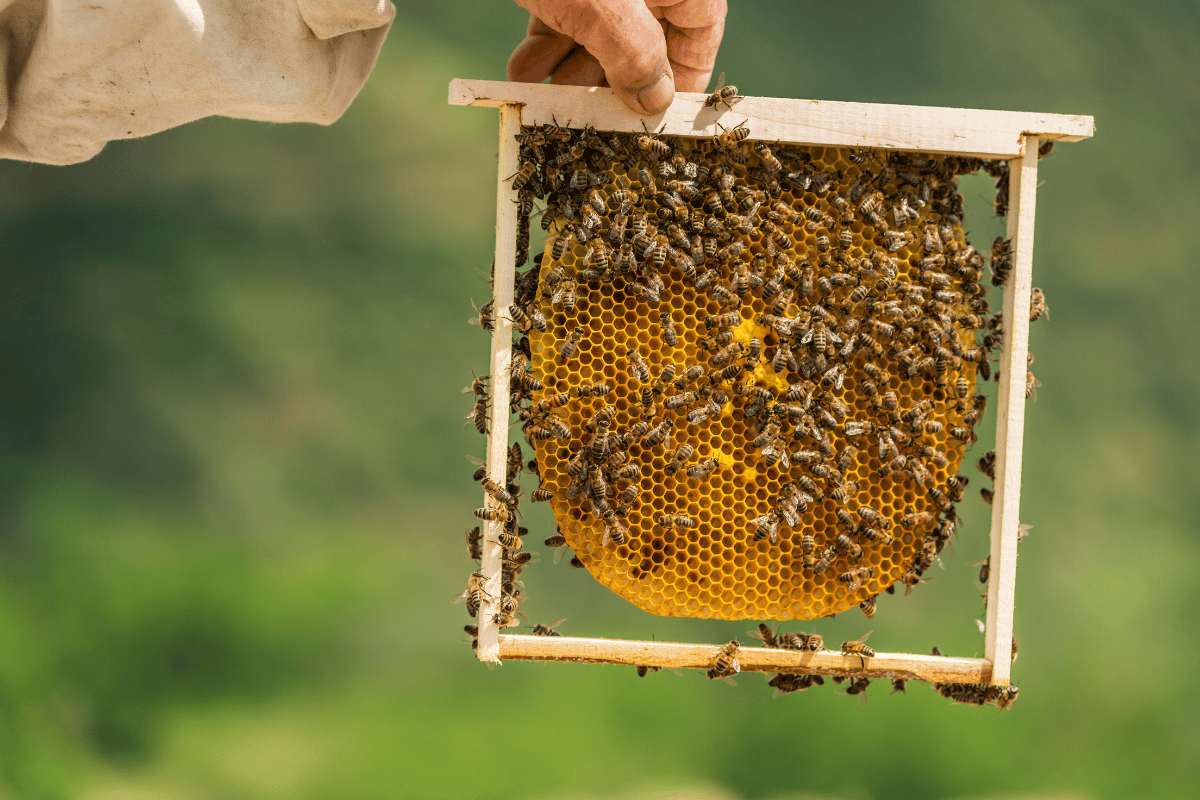The importance and future of beekeeping