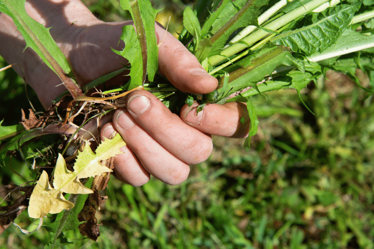 The surprising benefits of weeds for soil health and fertility The surprising benefits of weeds for soil health and fertility