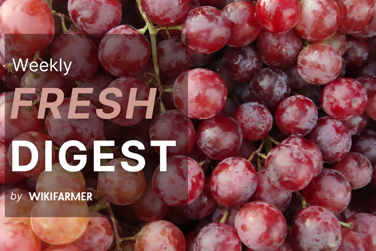 Fresh Market Digest: Week 40