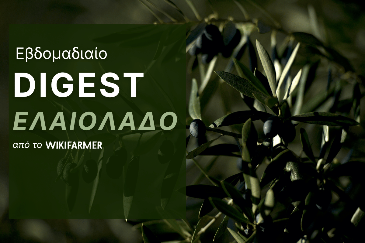Η αγορά και οι τιμές του ελαιολάδου Εβδομάδα 45, 2025 Η αγορά και οι τιμές του ελαιολάδου: Εβδομάδα 45, 2025