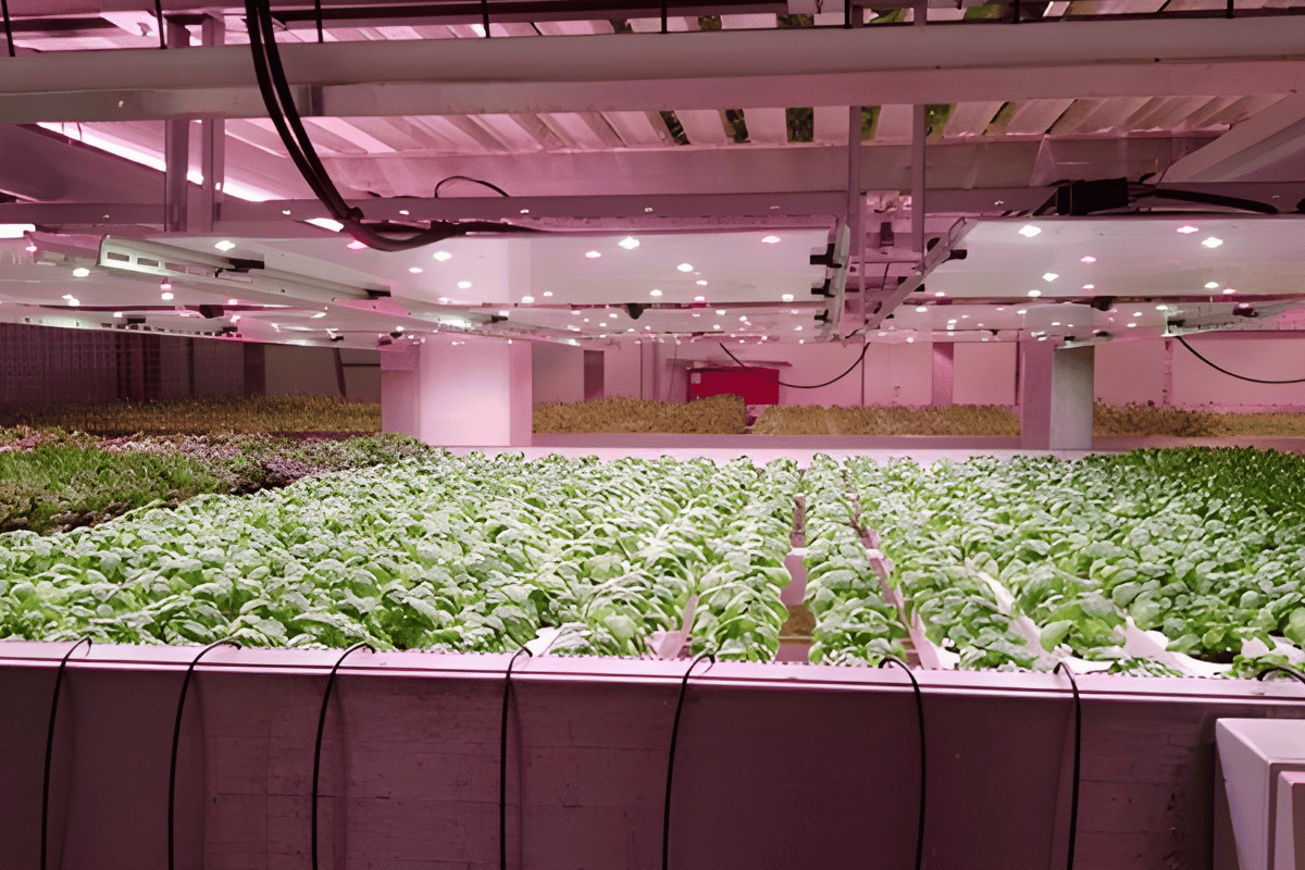 Artificial lighting in CEA leafy greens