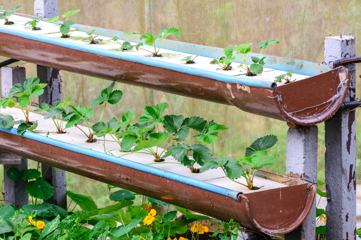 Hydroponics as a practical solution to end food insecurity Hydroponics as a practical solution to end food insecurity