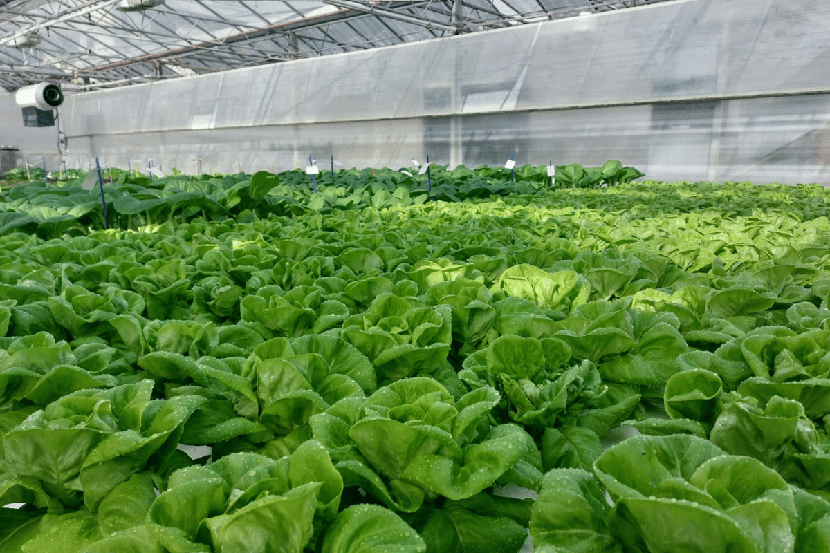 Inside the modern leafy greens market in CEA systems Inside the modern leafy greens market in CEA systems