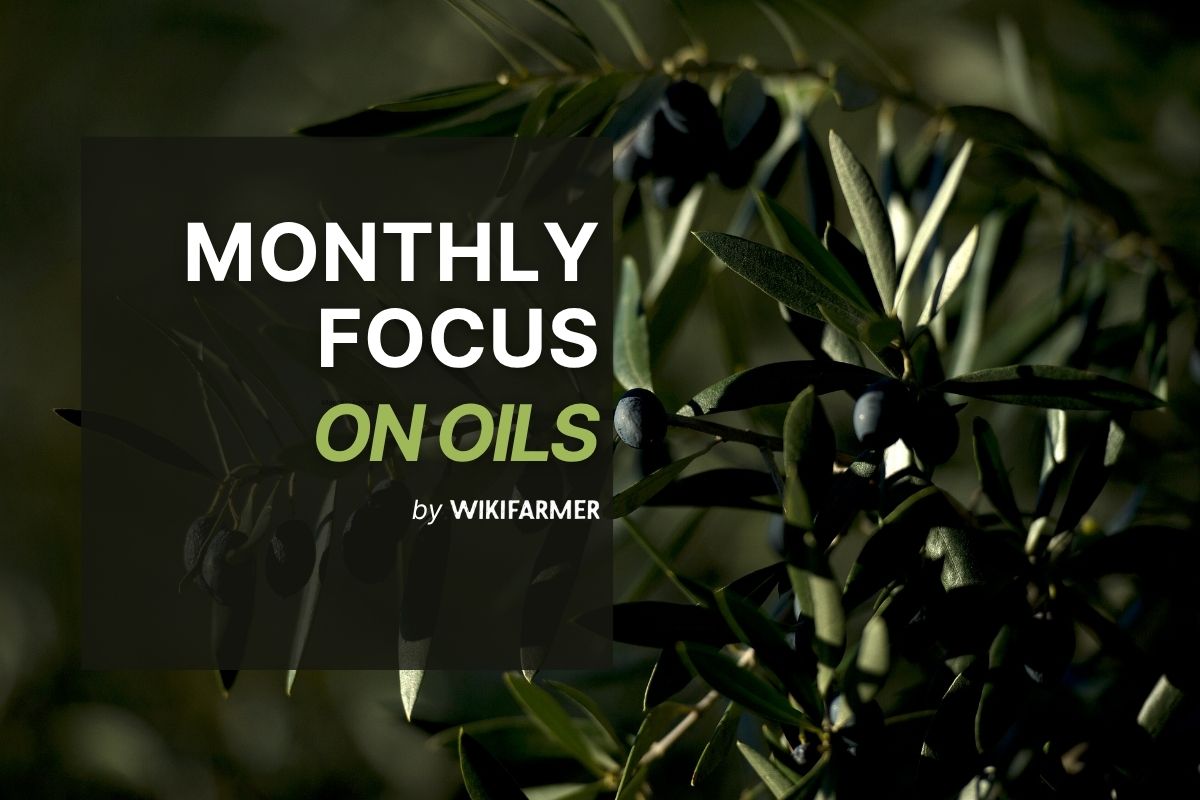 Monthly Focus on Oils: October 2025 Monthly Focus on Oils: October 2025