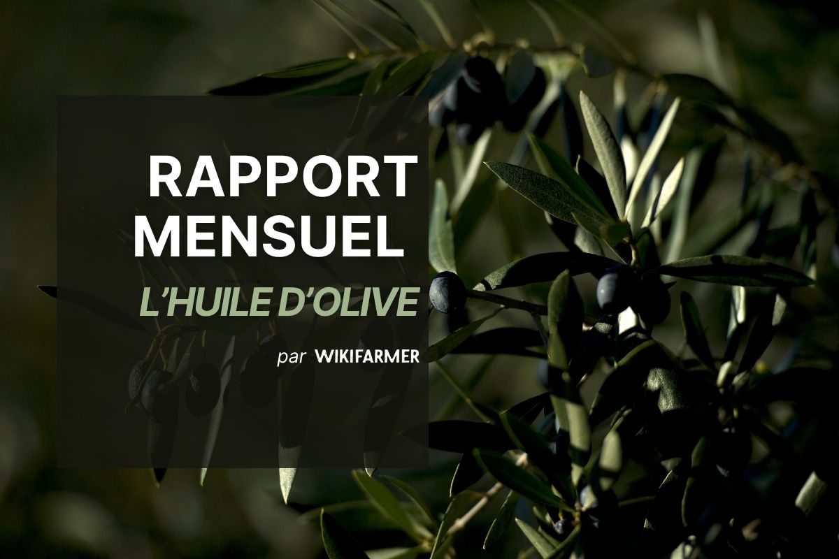 Rapport mensuel L’huile d’olive Huile d’olive : rapport mensuel – octobre 2025