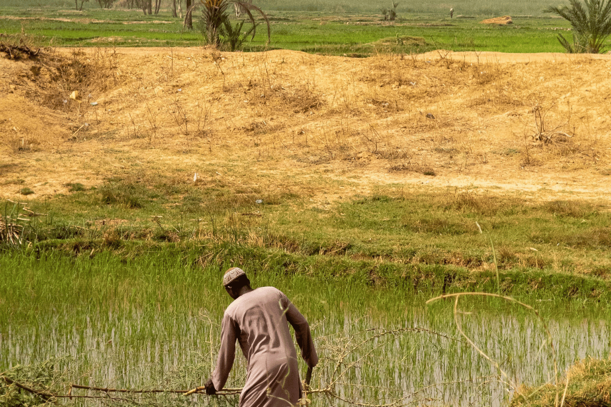 Regenerative agriculture practices for smallholder farms in Southeastern Nigeria