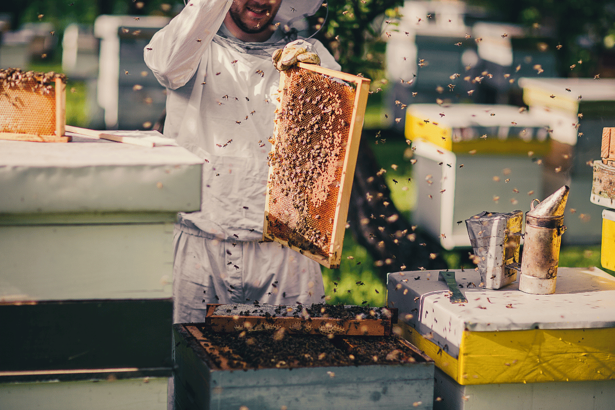 Turning beehives into environmental biomonitors