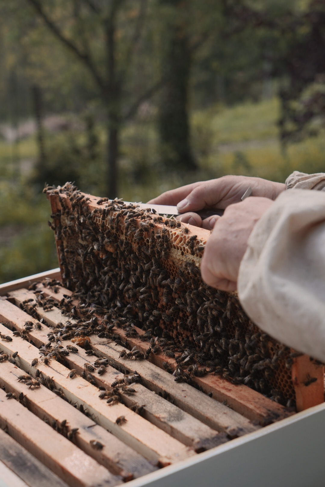 Traditional and Innovative Methods for Controlling Varroa | Wikifarmer