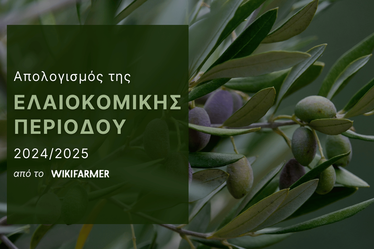 Η ελαιοκομική περίοδος 2024/25: Απολογισμός της χρονιάς